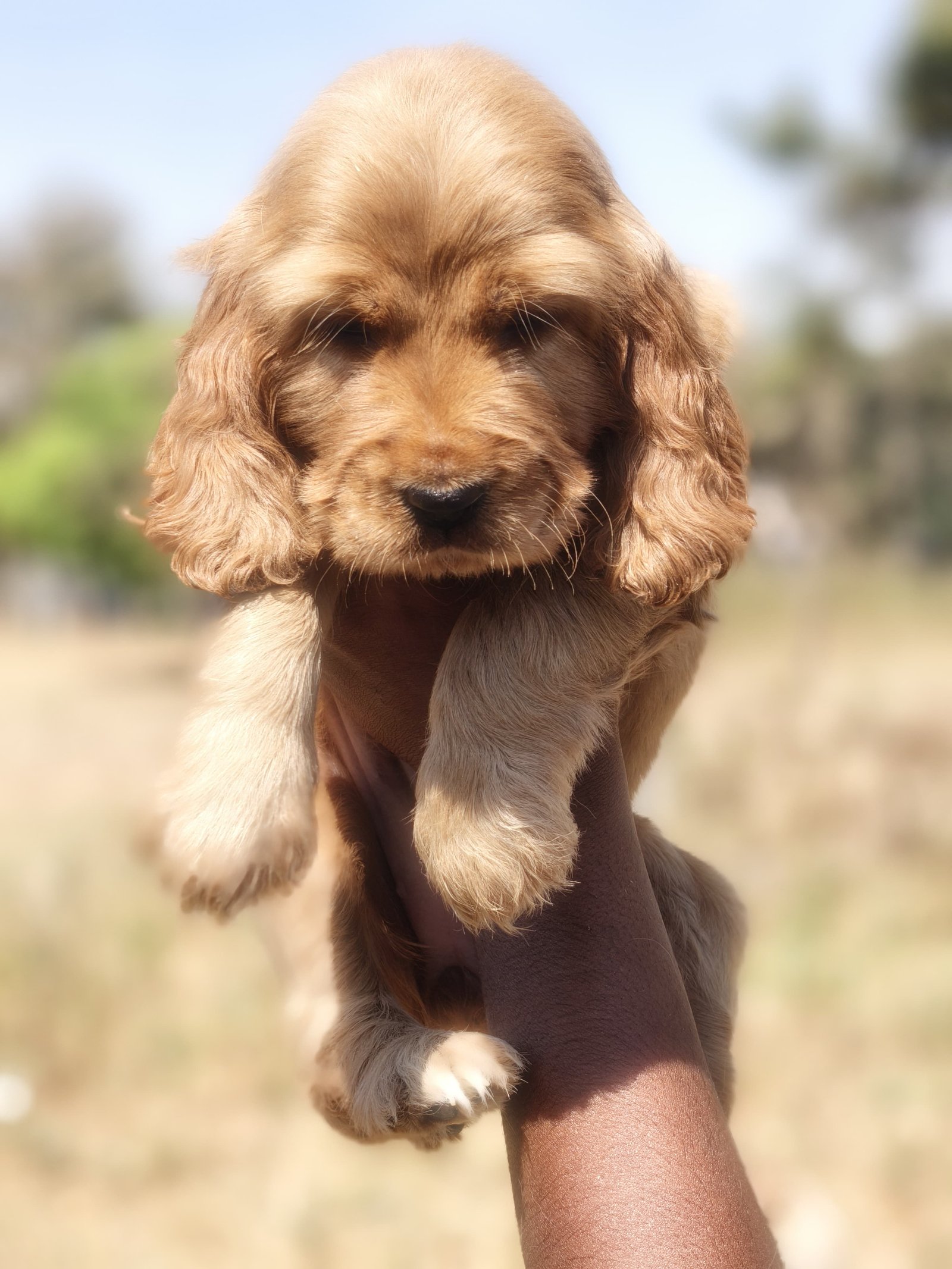Buy Vaccinated  Cocker spaniel  Puppy from Chennai